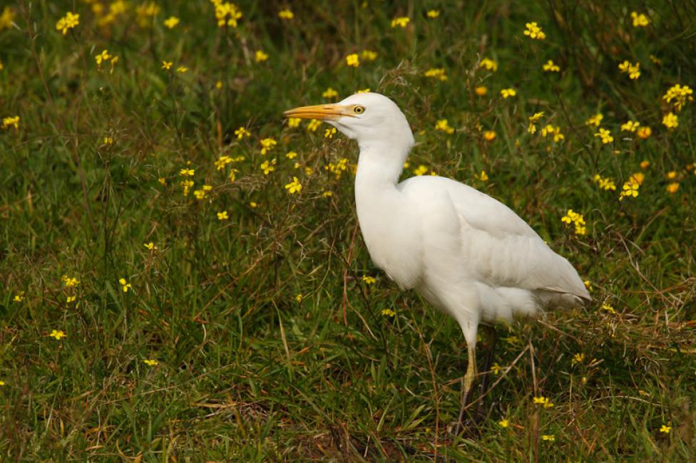 Plumaje invernal - winter plumage